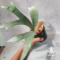 【国内繁殖株・一点物】Platycerium bifurcatum ‘white’   ｜ビカクシダ ビフルカツム ‘ホワイト’  ｜ビカクシダ｜Platycerium ｜白ビフ