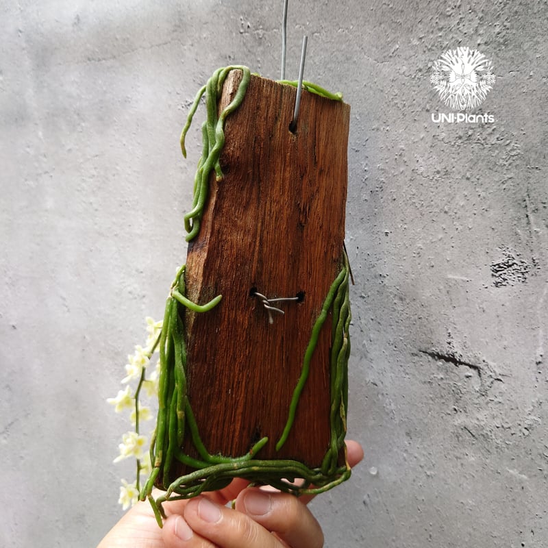 8様Chiloscista darishii 着生ラン　珍奇植物コルク　パルダ 8様Chiloscista darishii 着生ラン 珍奇植物コルク パルダ