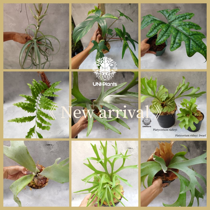 ビカクシダ　2種 ビカクシダ、ドリナリア、アロカシア等大量入荷。 | UNI-Plants