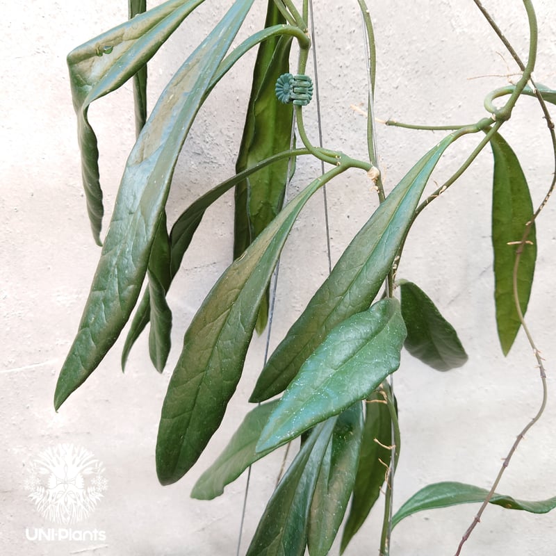 Hoya Sulawesiana ホヤ スラウェシアナ ホヤ植物 Hoya plants
