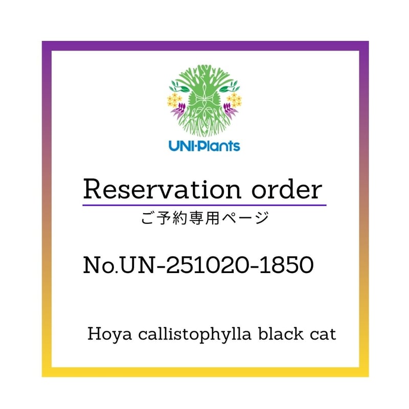 植物　予約専用ページ ご予約者様専用ページ】 ご予約UAHH-251001-06B Hoya callistoph