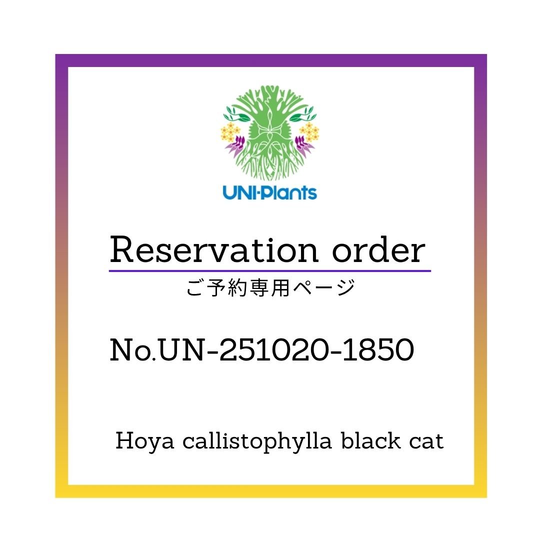 ご予約者様専用ページ】 ご予約UAHH-251001-06B Hoya callistoph