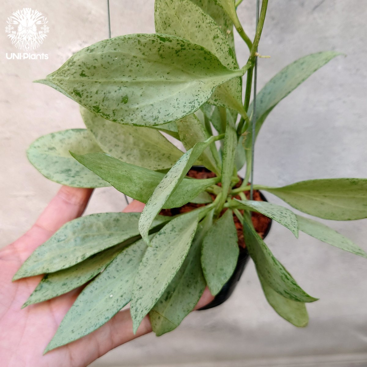 ホヤ ニューギニアゴースト Hoya New guinea ghost 希少 ホヤ植物 希少