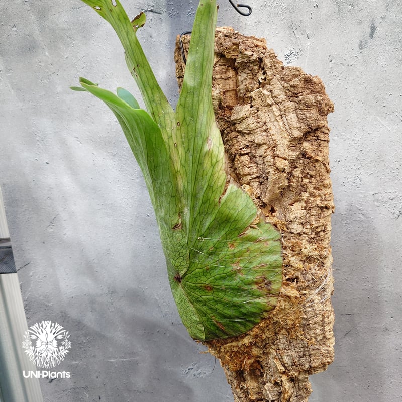 Platycerium wandae wild ビカクシダ ワンダエ ワイルド株