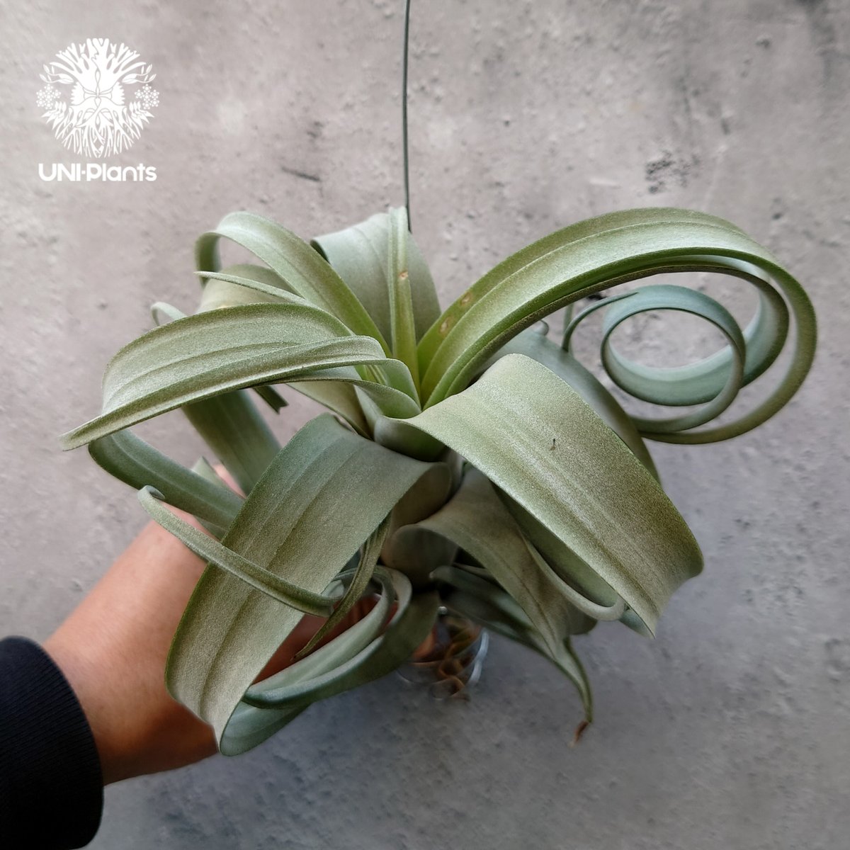 Tillandsia Curly slim チランジア カーリースリム Hybrid-Till