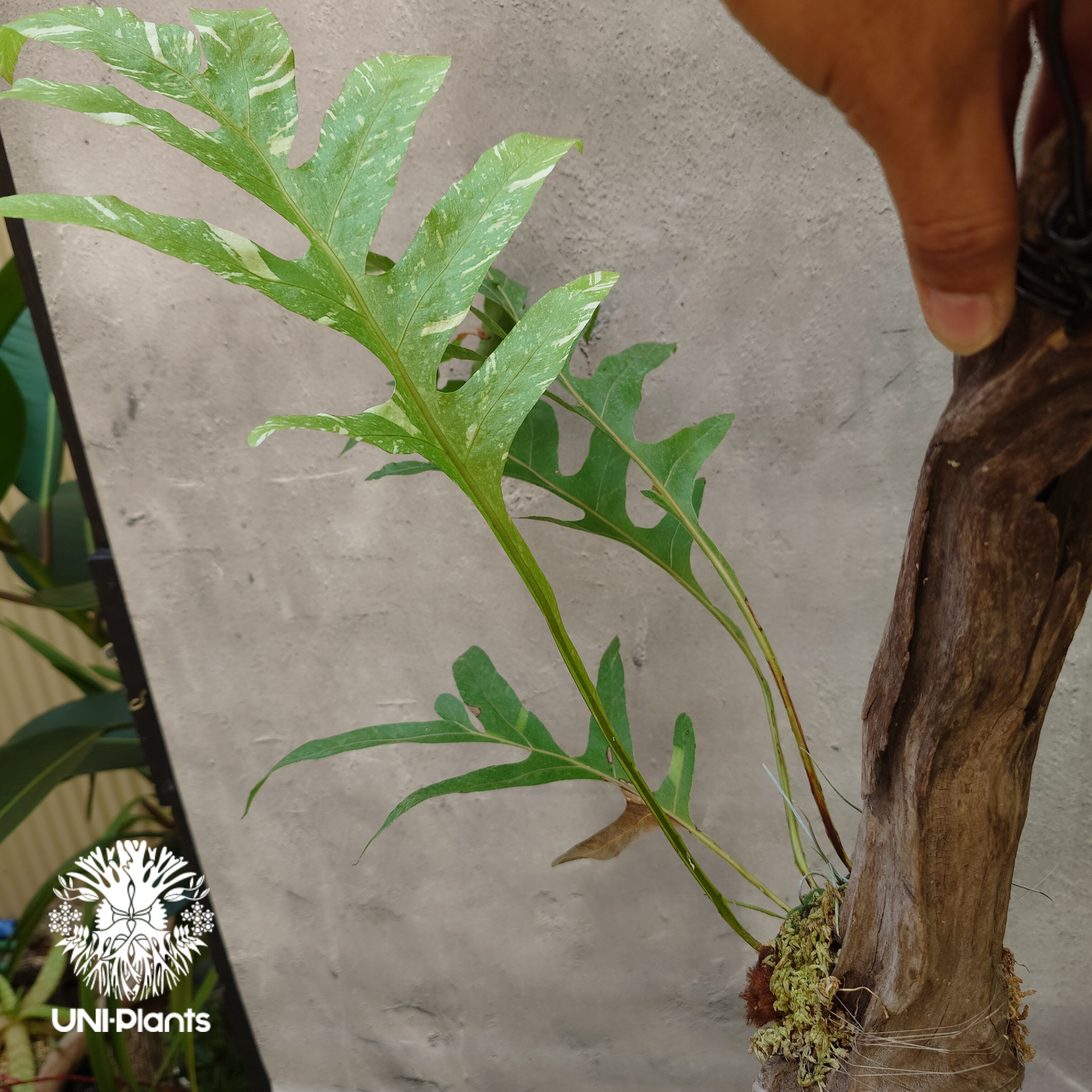 Drynaria quercifolia variegata ドリナリア クエルシフォリア バ