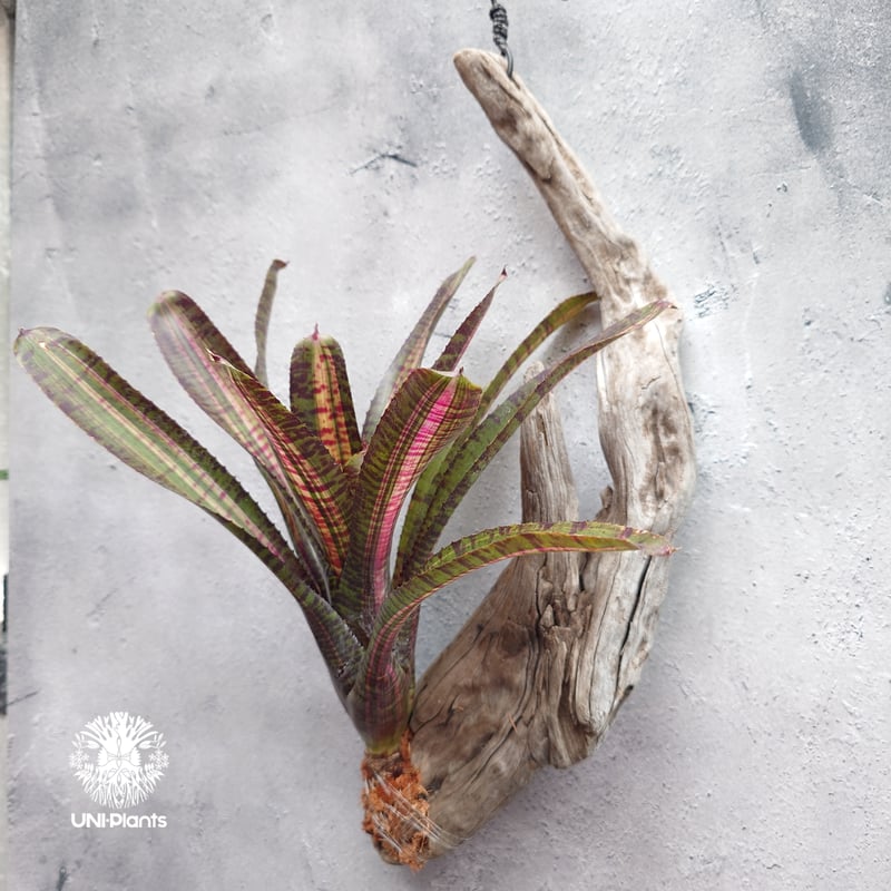 Neoregelia Hot Ember ネオレゲリア ホットエンバー Neoregelia