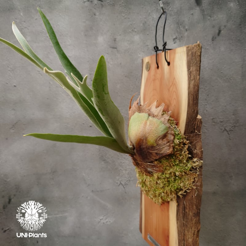 ビカクシダ ベイチー AR 子株 27 ビカクシダ ベイチー(子株) Platycerium veitchii(pup) コウモリラン