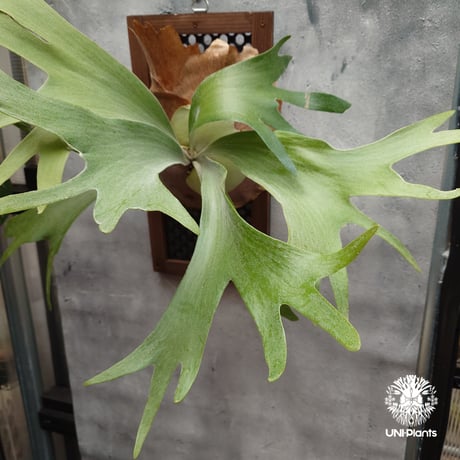 platycerium | STORES