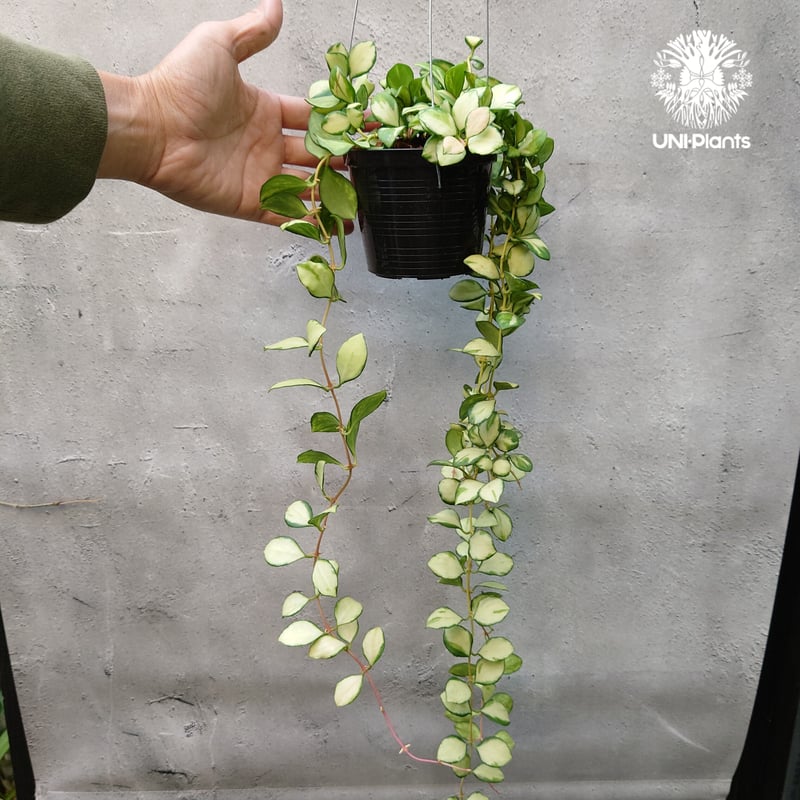 ホヤ ヘウスケリアナ バリエガータ Hoya Heuschkeliana variegata