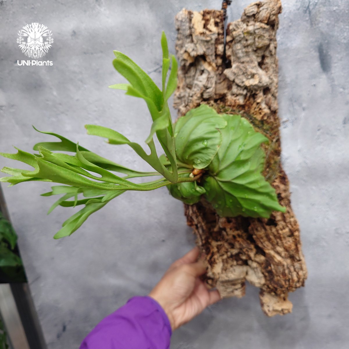 ridleyi pakarang spore コルク付け　パカラン ridleyi pakarang spore コルク付け パカラン