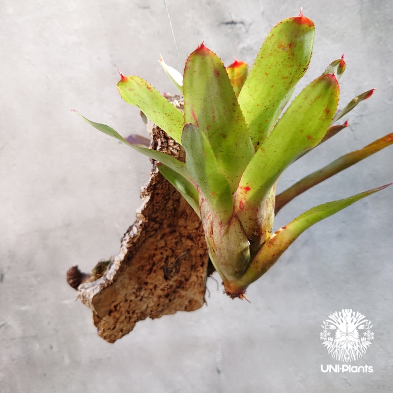 ネオレゲリア カルカロドンハイブリッド大株 現品】ネオレゲリア