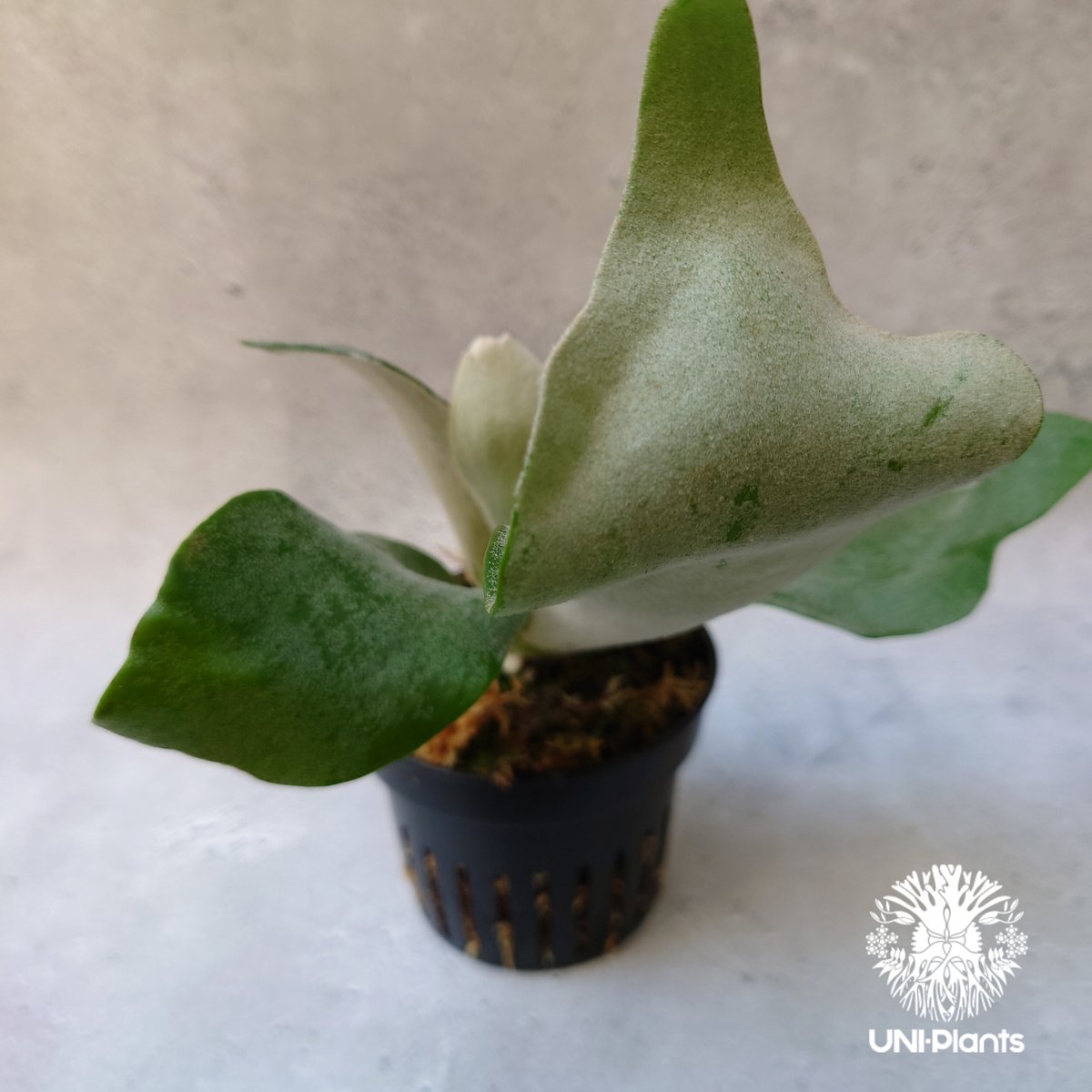 Platycerium willinckii cv Pedro Tatsuta (TC) ビカ Platycerium willinckii cv Pedro Tatsuta (TC) ビカ