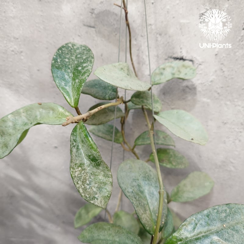 Hoya Carnosa Nova Ghost ホヤ カルノーサ ノバ ゴースト ホヤ 希少
