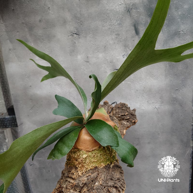 ビカクシダ　mix spore Platycerium sp.(mix spore) ビカクシダ ミックススポア ビカクシダ