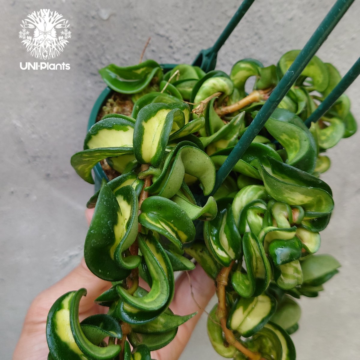 Hoya carnosa compacta variegated ホヤ カルノーサ コンパクタ