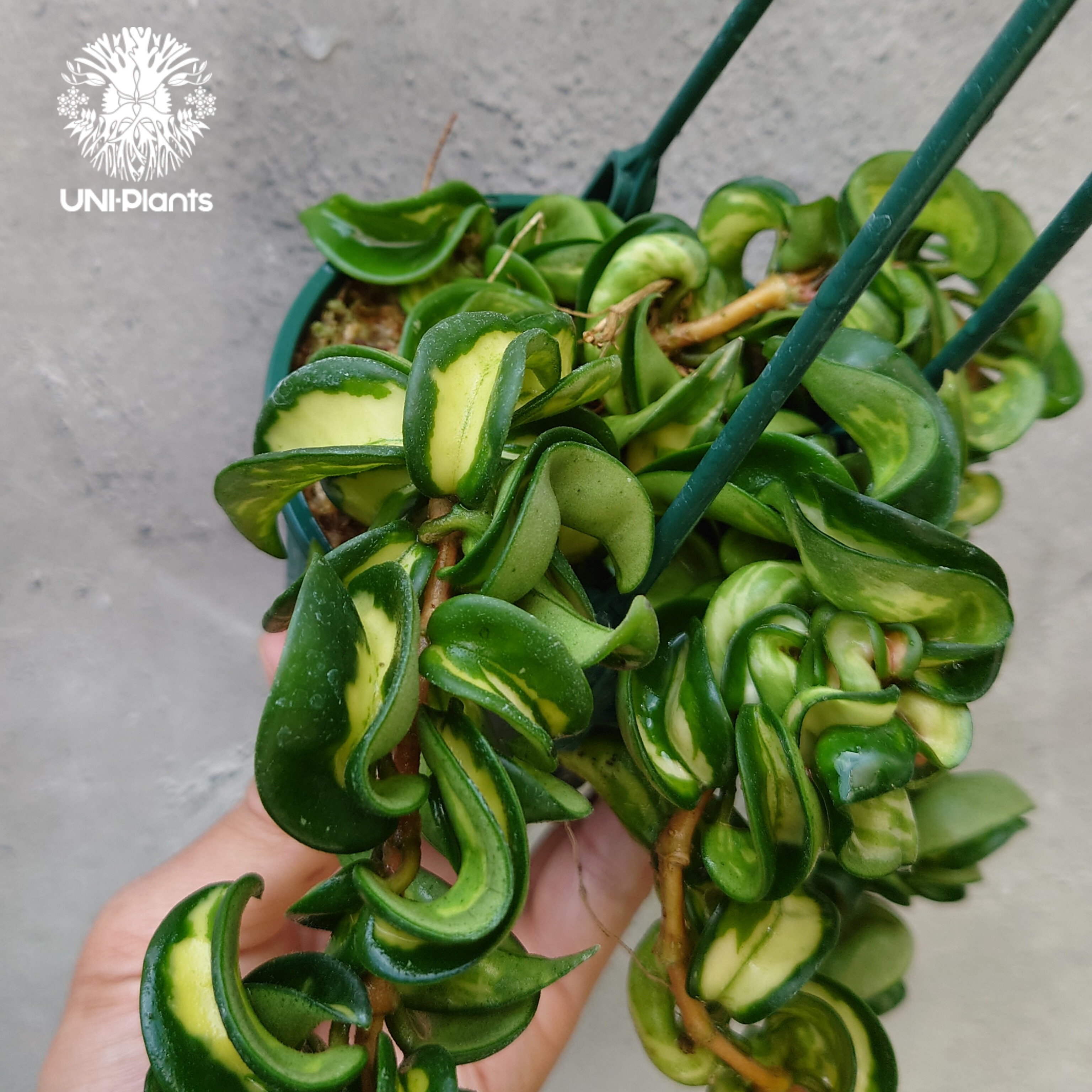 Hoya carnosa compacta variegated ホヤ カルノーサ コンパクタ