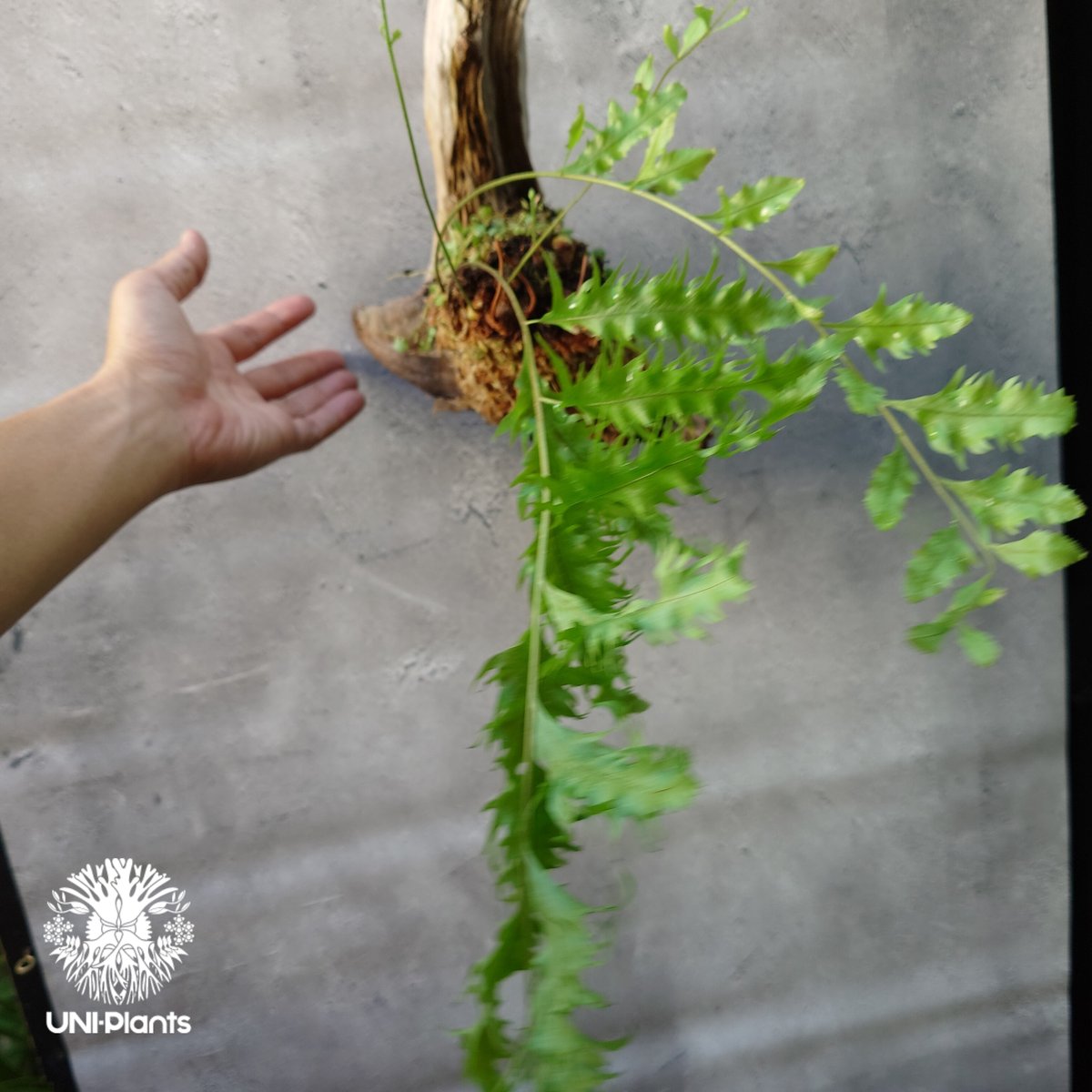 Drynaria rigidula `whitei ドリナリア·リギデュラ'ホワイティ' 流木