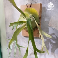 【タイ直輸入・現地選抜】Platycerium peekanun |  ビカクシダ  'ピーカヌン'｜Platycerium ｜ビカクシダハイブリッド