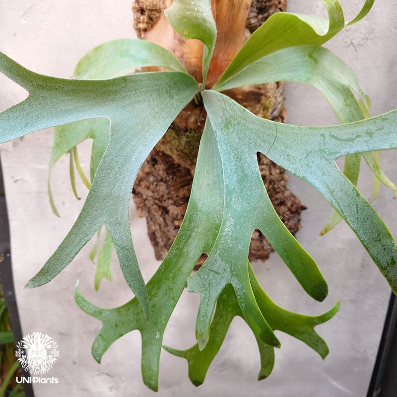 Platycerium Banna #A (pup) ビカクシダ バンナ #A (子株) ビカ