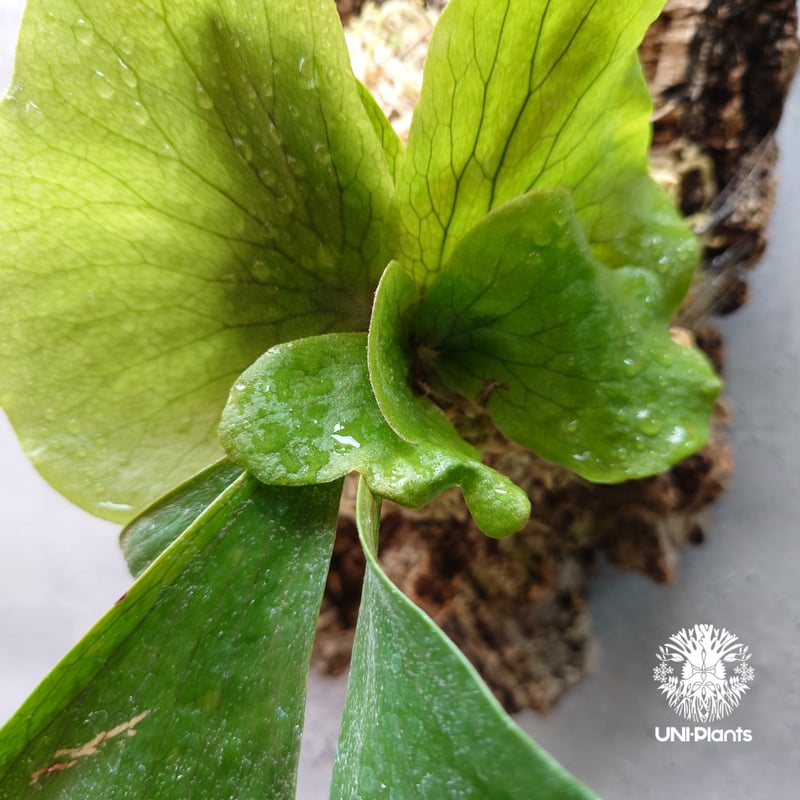 ステマリア　大株　ビカクシダ ビカクシダ ステマリア Platycerium stemaria ビカクシダ原種 植