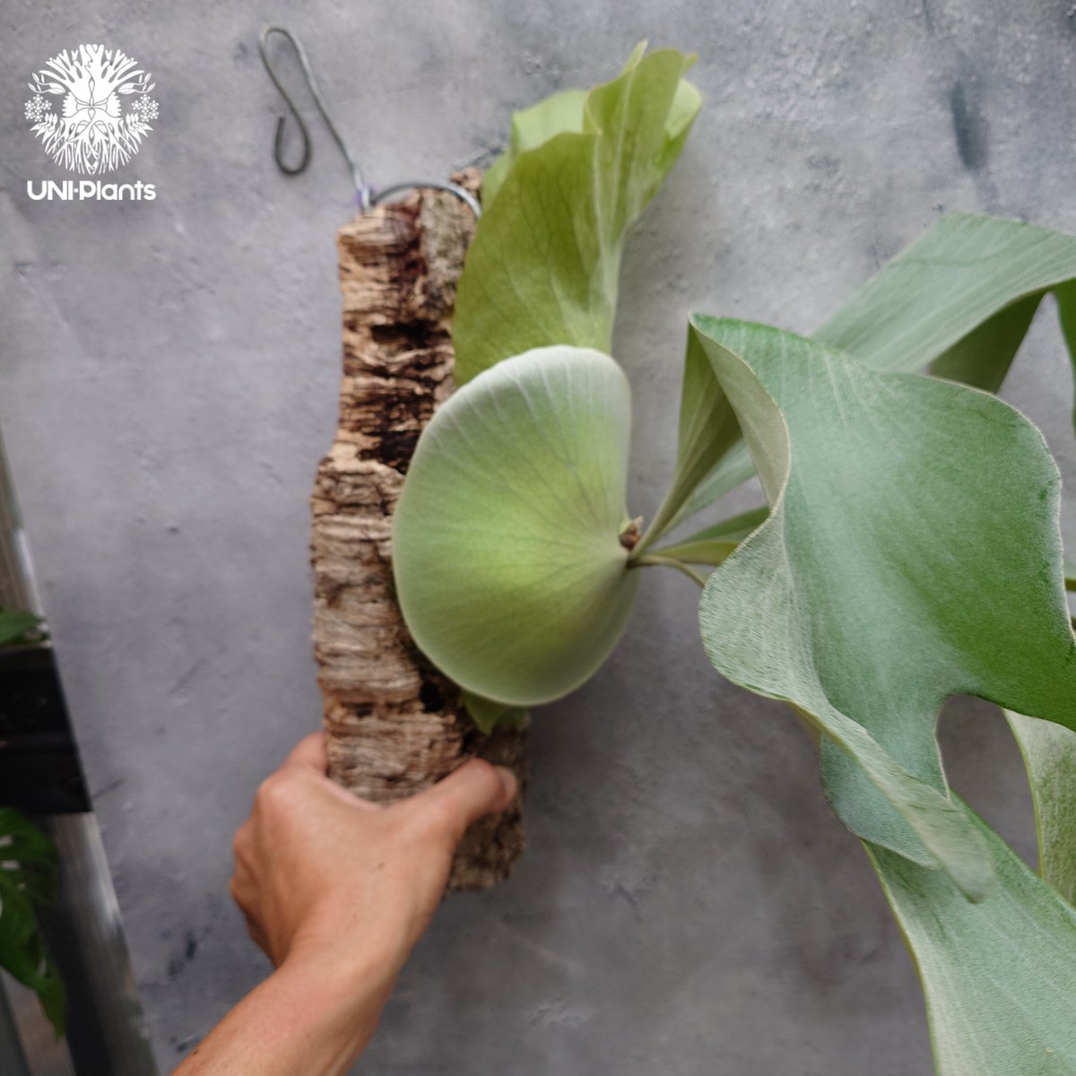 輸入株・一点物】Platycerium UAN #2｜希少種｜ビカクシダ