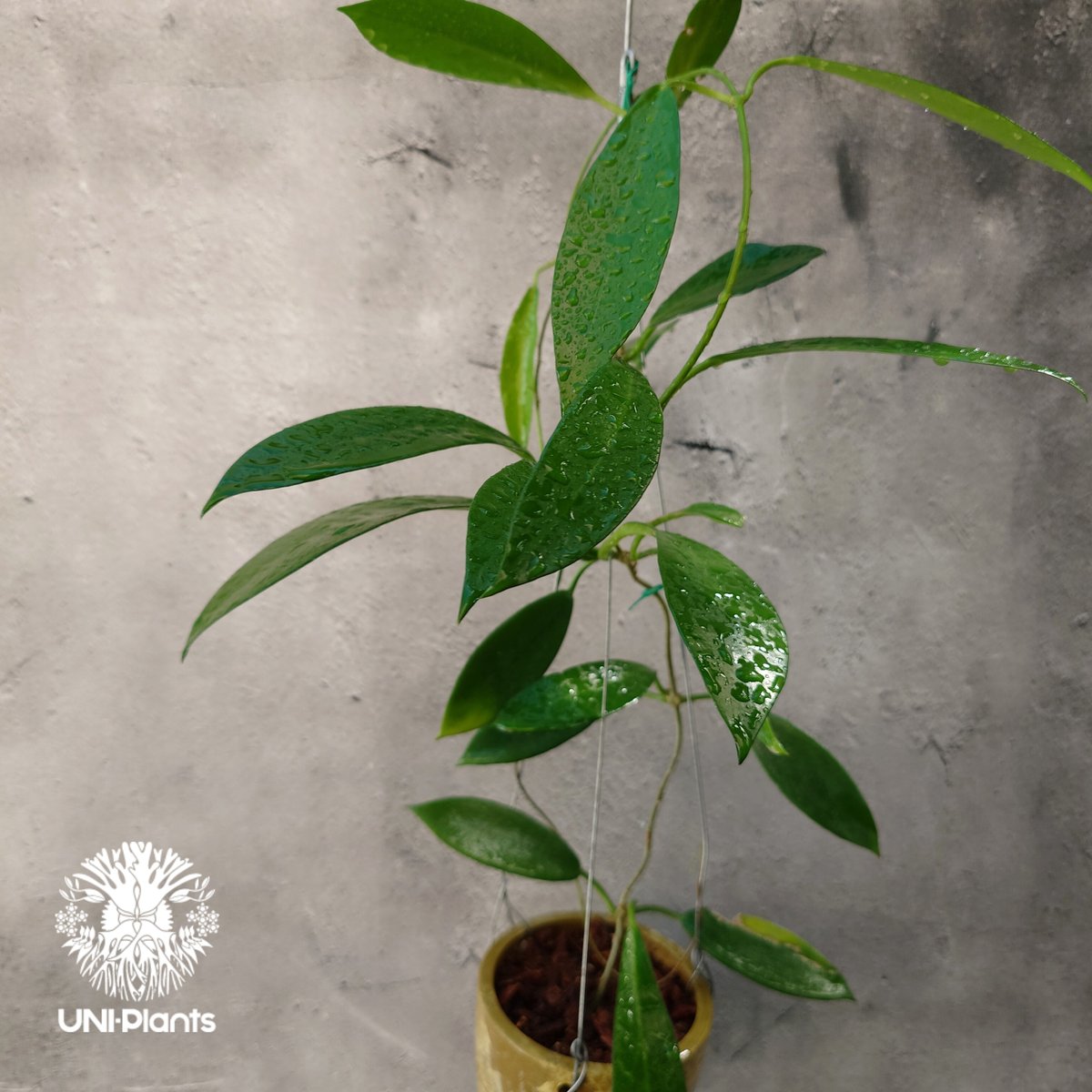 ホヤ　観葉植物 観葉植物「ホヤ」コレクション24選。成長記録と育て方のコツも