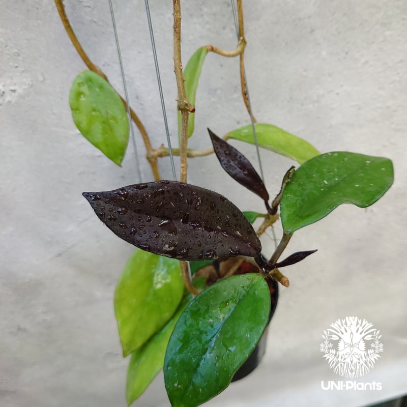 ホヤ プビカリクス ロイヤル ハワイアン パープル Hoya pubicalyx