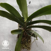 Pomatocalpa spicatum ポマトカルパ スピカタム 着生蘭 着生ラン 蘭の花 Orchid 着生植物