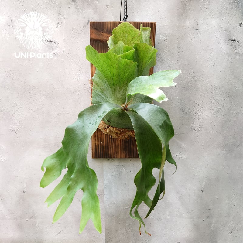 ビカクシダ ヒリー×ワンダエ Platycerium hillii×wandae コウモリラン