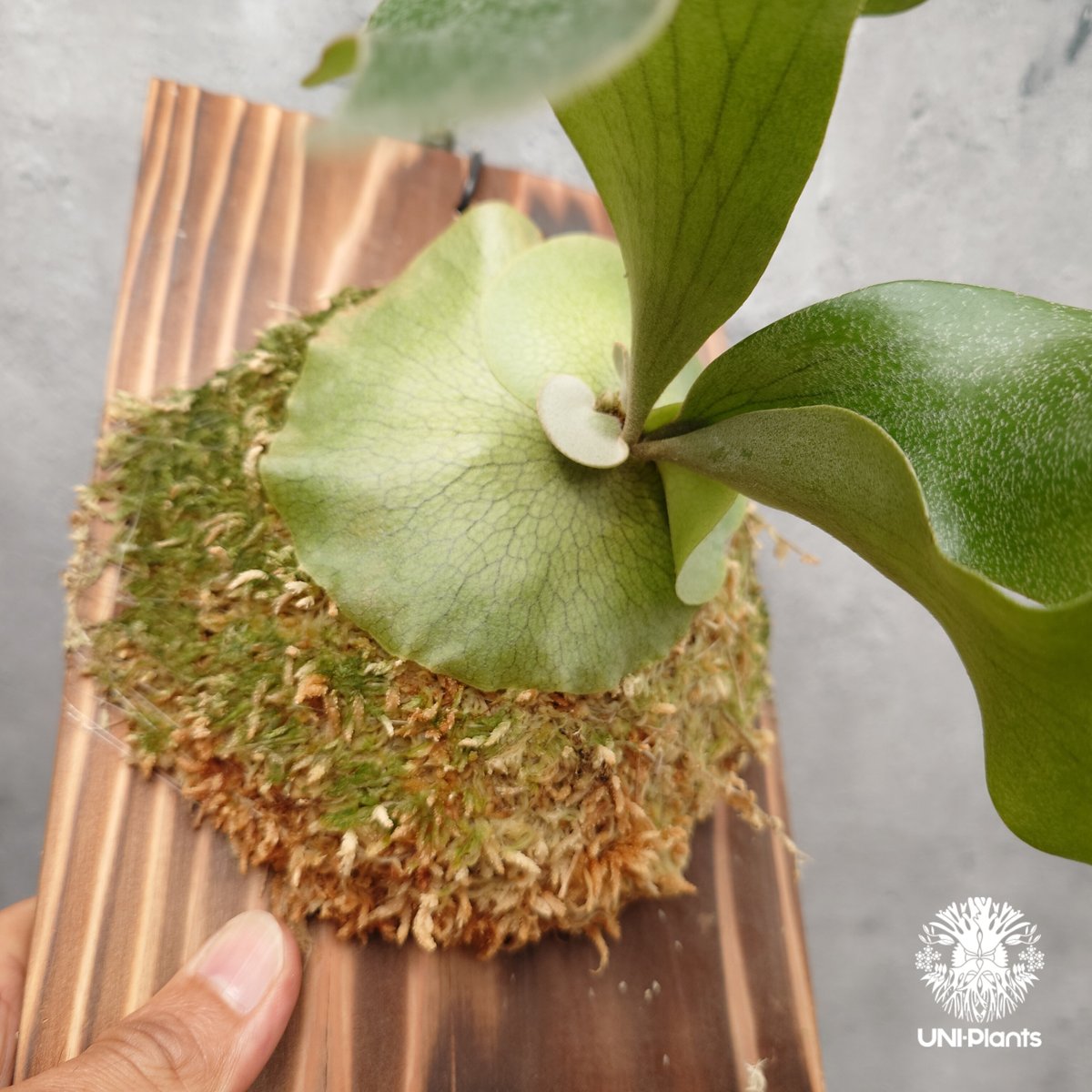 Platycerium hillii cv.Miss Moana（pup） ビカクシダ ヒリー