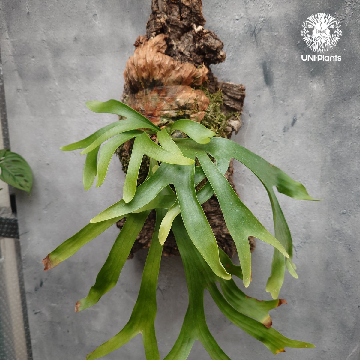 Platycerium coronarium ビカクシダ コロナリウム ビカクシダ