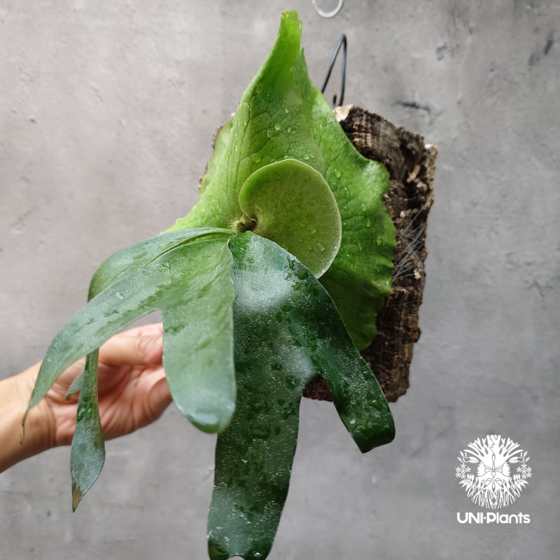 ビカクシダ アルテミス Platycerium Artemis (Alcicorne x Qu