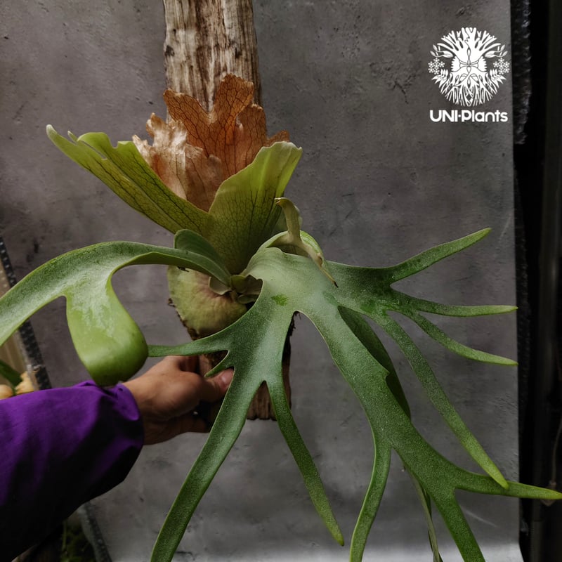 ビカクシダ ウィリンキーcv.バリ Platycerium willinckii cv.Bal ビカクシダ ウィリンキーcv.バリ Platycerium willinckii cv.Bal