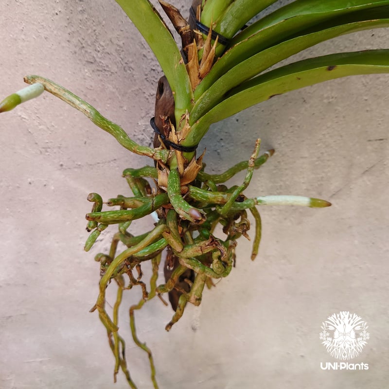 バンダ 洋蘭 Vanda orchid 流木着生 ラン 蘭 花が綺麗な洋ラン | UNI-Pl