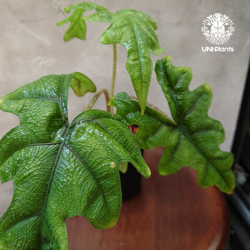 Alocasia jacklyn アロカシア ジャクリン アロカシアジャックリ 観葉