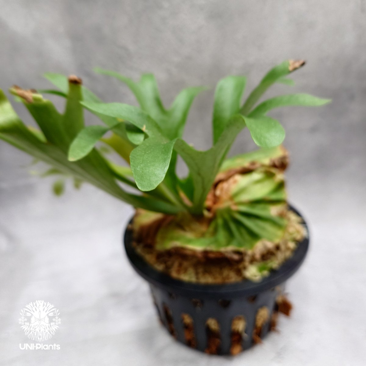 Platycerium kitshakood 