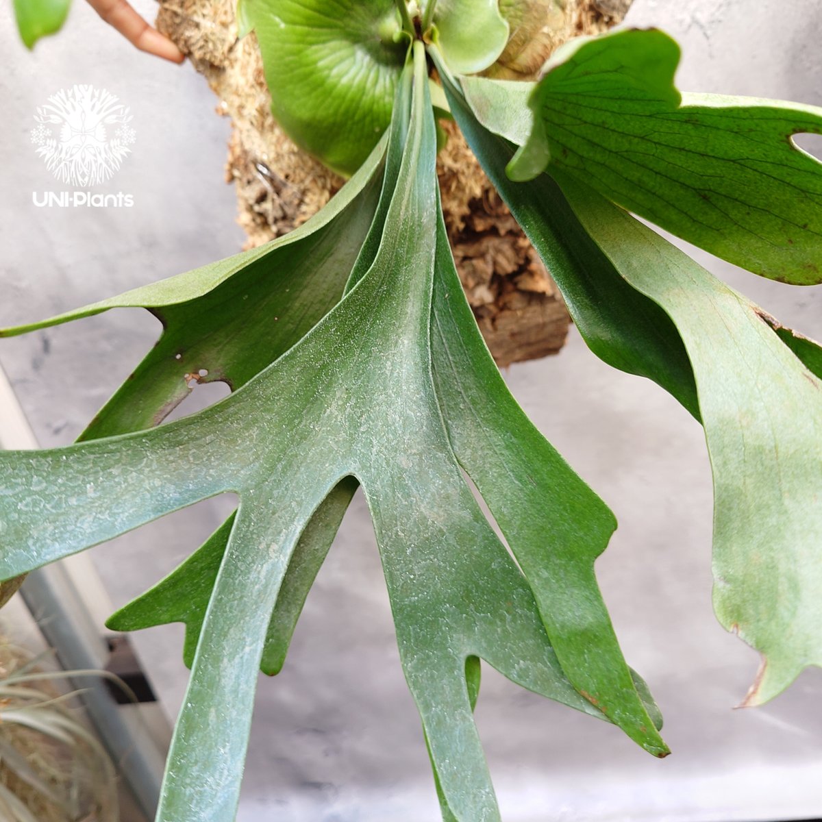 Platycerium Moose(P.hillii × P.alcicorne) ビカクシダ