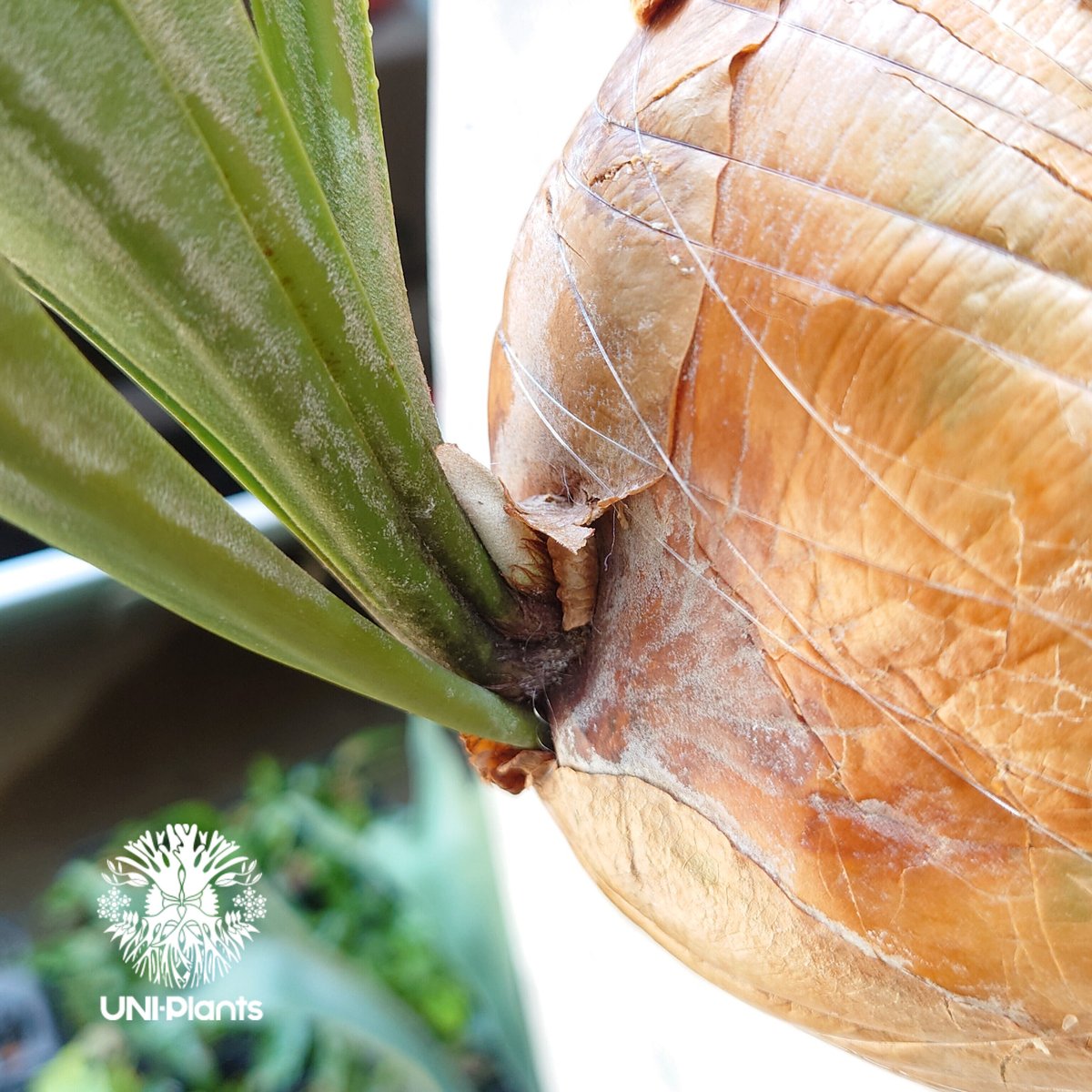 ビカクシダ パナマ Platycerium hillii ' Panama ' コウモリラン