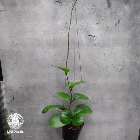 【タイ直輸入・希少】ホヤ SS 7-21 ( ホヤ カーリー × ホヤ エリスリナ )｜珍品・着生植物・つる性植物｜Hoya SS 7-21 ( kerrii x erythrina )