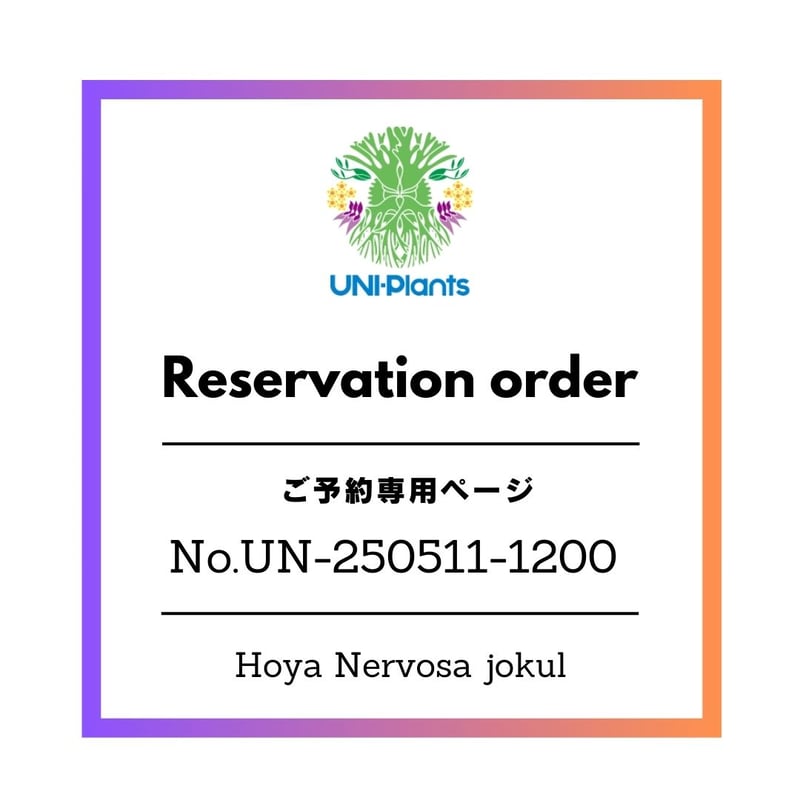予約者様 専用ページ ご予約No.UN-250511-1200 Hoya Nervosa jo