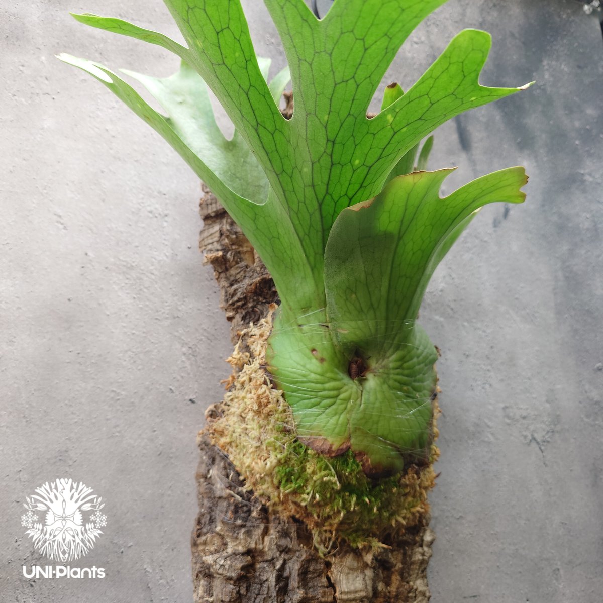 ビカクシダ ホルタミー Platycerium holttumii ビカクシダ原種 Plat