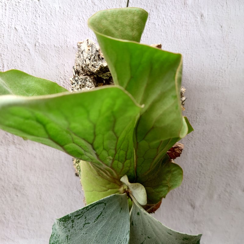 ビカクシダ エレファント ビカクシダ エレファントティス P.elephantotis 子株付き