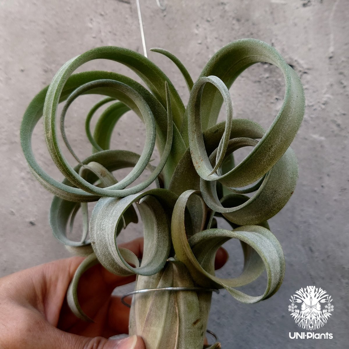 ブロメリア・エアープランツ Curly Slim x Bird Rock Elegance T5118 観葉植物：チランジア エアープランツ カーリースリム R*エア