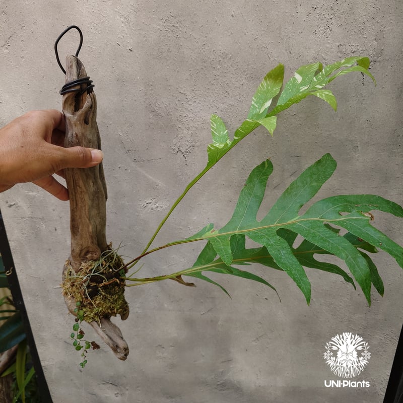 Drynaria quercifolia variegata ドリナリア クエルシフォリア バ