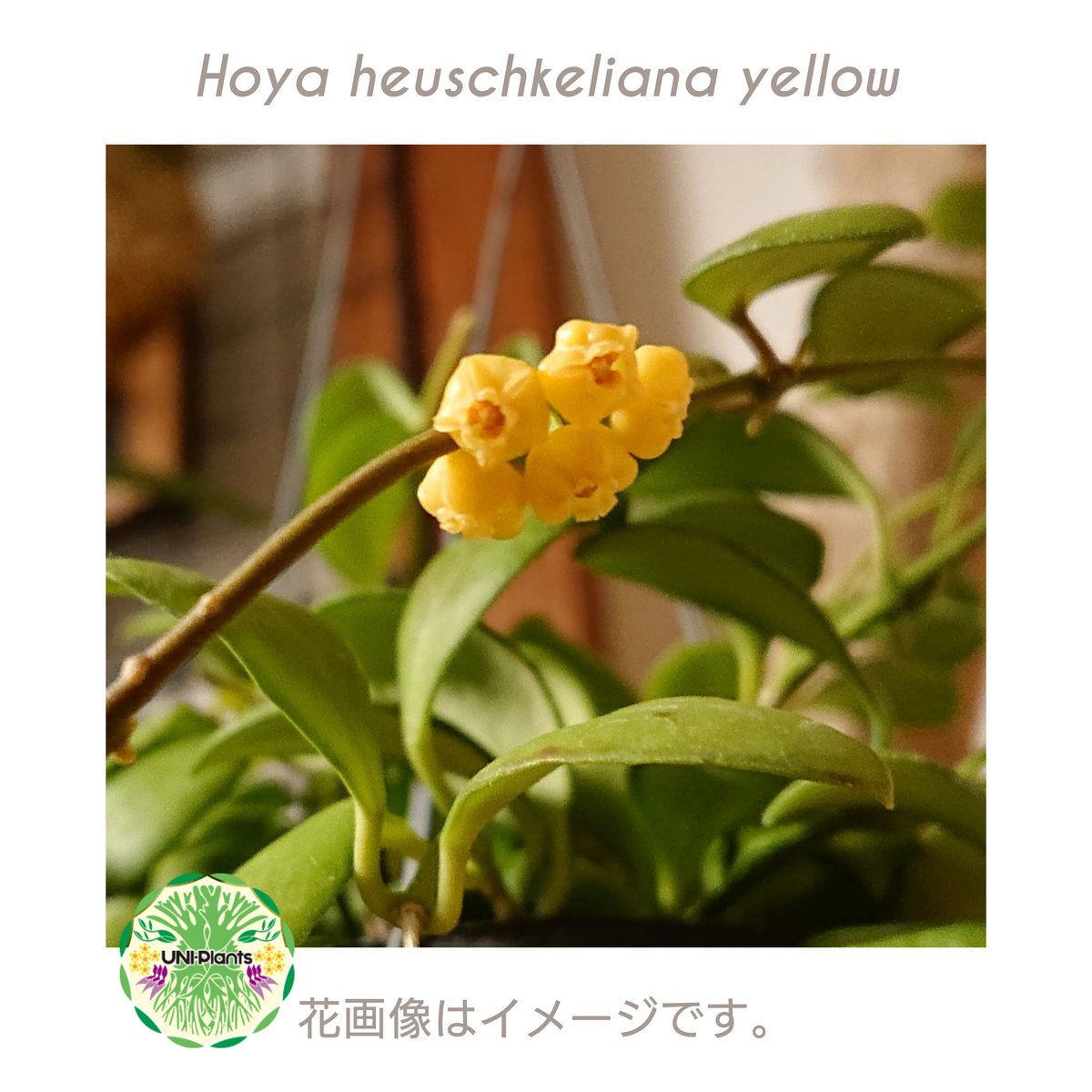 1263＊Hoya ＊ホヤ ＊ヘウスケリアナ ＊パープル＊ ホヤヘウスケリアナ