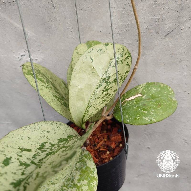 Hoya michelle silver ホヤ植物 ホヤの花 Hoya plants 希少 レ