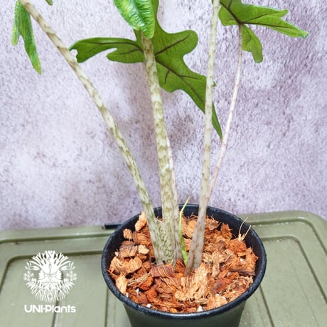 Alocasia jacklyn アロカシア ジャクリン アロカシアジャックリン 観葉植物 珍奇植物  希少 珍しい インテリア植物 アロイド