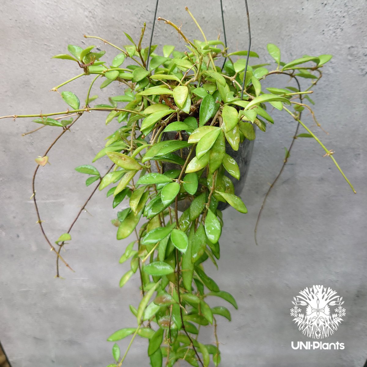 珍種　希少Hoya Kentiana ホヤ　ケンティアナ 外斑入サクララン 珍種 希少Hoya Kentiana ホヤ ケンティアナ 外斑入サクララン