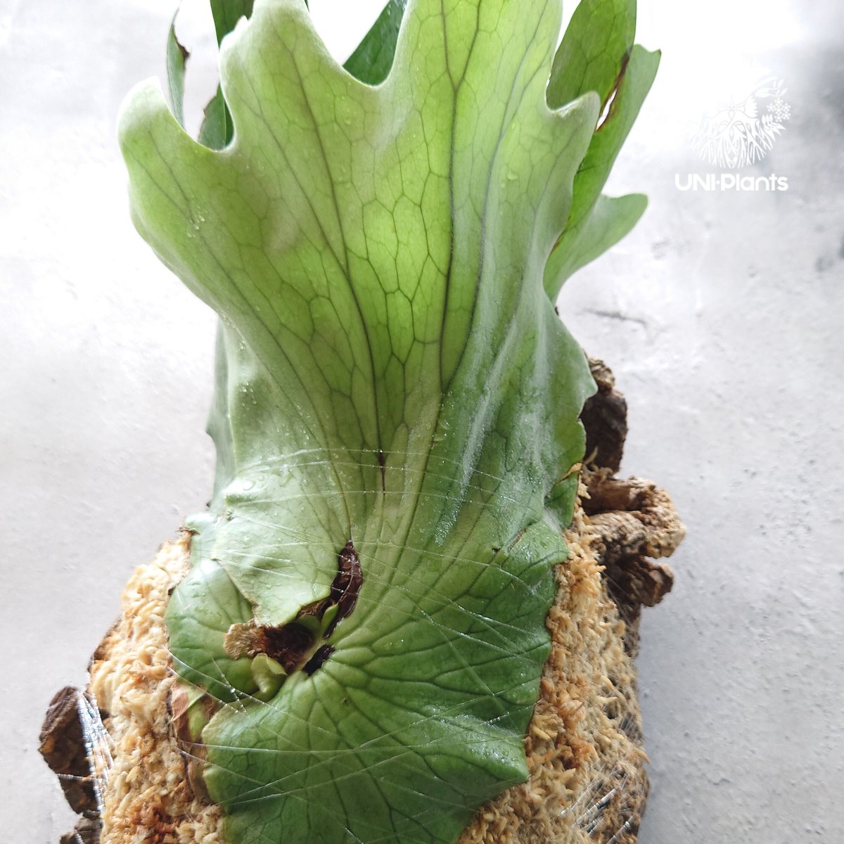 初入荷!ビカクシダ ホルタミー Platycerium holttumii コウモリ 初入荷!ビカクシダ ホルタミー Platycerium holttumii コウモリ